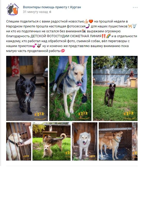 Фото из новости: Одно из направлений кому мы стремимся помочь, это животные.