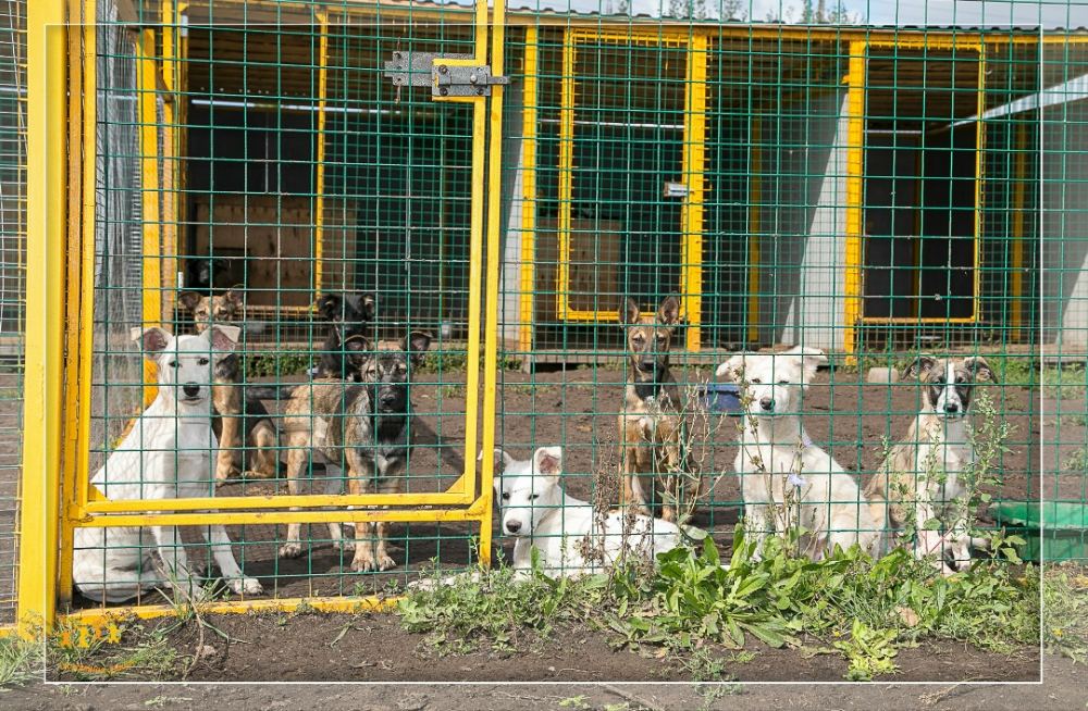 Фото из новости: Приют Азира в г. Набережных Челнах